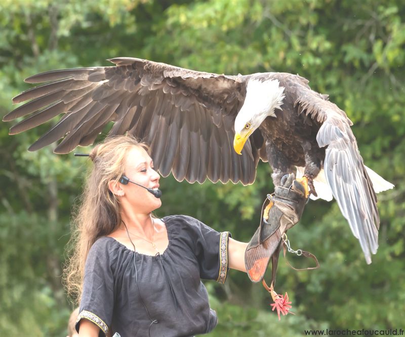 Aigle Vol en Scène